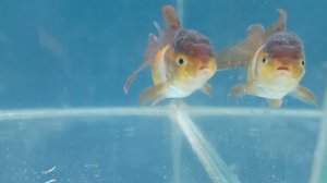 Золотая рыбка изменилась. Redcap gold fish change color