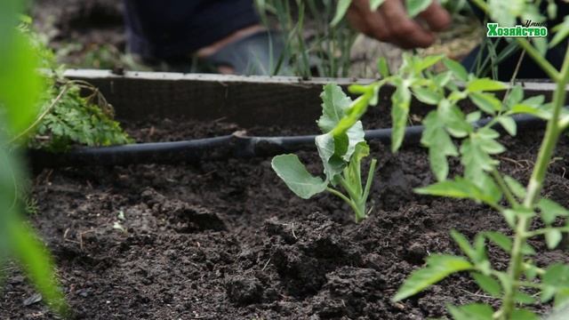 Посадка цветной капусты в конце ИЮЛЯ! смотреть онлайн