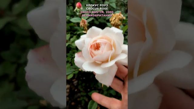 Роза Крокус Роуз 4.10.21 г. в моем саду. Austin, UK, 2000. Crocus Rose, October 4. 2021. #shorts, смотреть онлайн