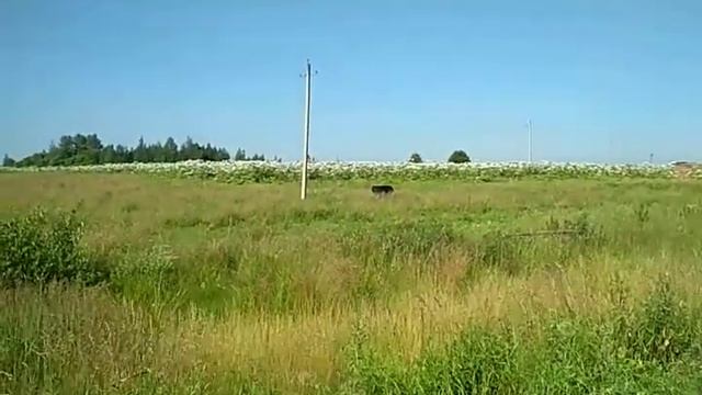 БОРЩЕВИКИ ЗАХВАТИЛИ ВЛАСТЬ! смотреть онлайн