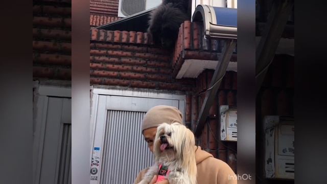 My Dogs Enjoying Kanzan Sakura In Yulmokdong, Incheon