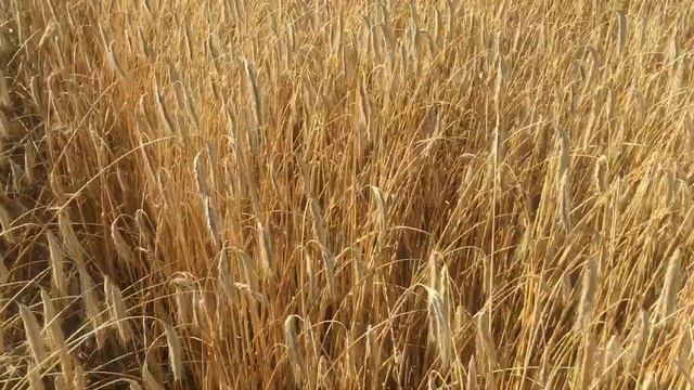 Не мав фермер клопоту, посіяв жито смотреть онлайн