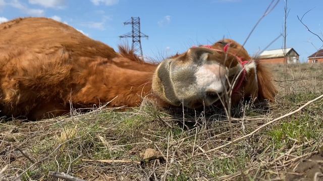 Как спят лошади❤️ смотреть онлайн