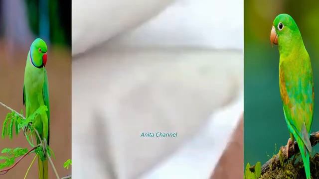 Выдавливаю огромный прыщ.#45 Черные Точки смотреть онлайн