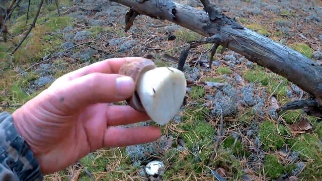 Видео поиска боровых белых грибов 2017 смотреть онлайн