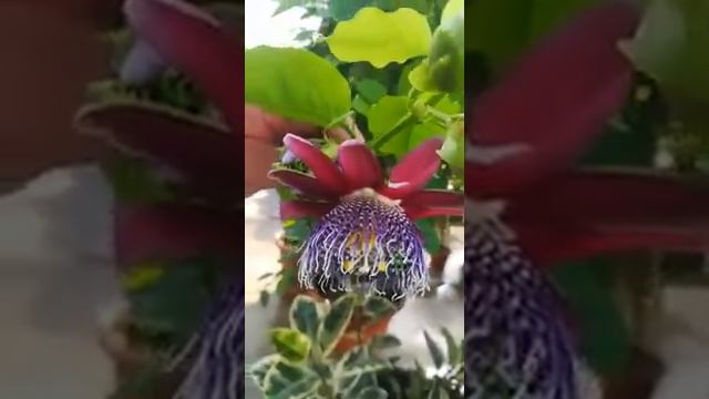 Passiflora alata (Yellow Glands) смотреть онлайн