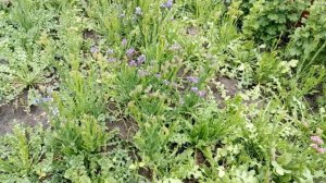 Статица. Цветение, посев