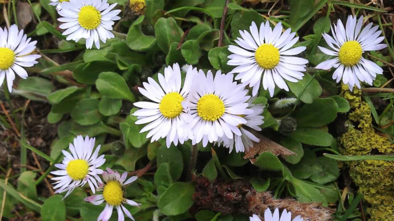 23. Цветковые травы. Часть 2 смотреть онлайн