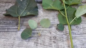 Осина - ЛЕКАРЬ! Кора осины! КВАС! ПОЛЬЗА и ВРЕД! ОСТОРОЖНО!