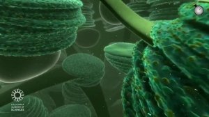 ФОТОСИНТЕЗ