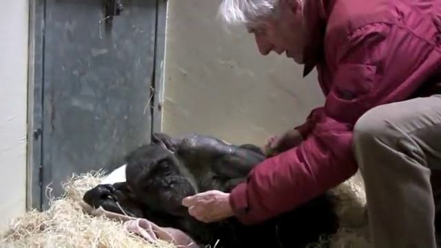 Jan van Hooff visits chimpanzee "Mama", 59 yrs old and very sick. Emotional meeting смотреть онлайн