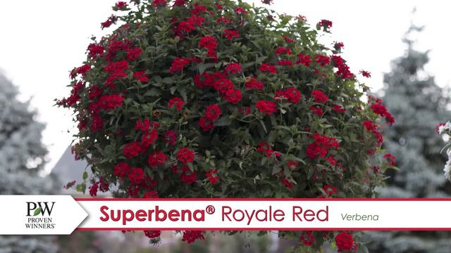 Superbena Royale Red Verbena-- A P Allen Smith Favorite! смотреть онлайн