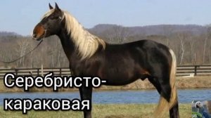 Масти лошадей ?
