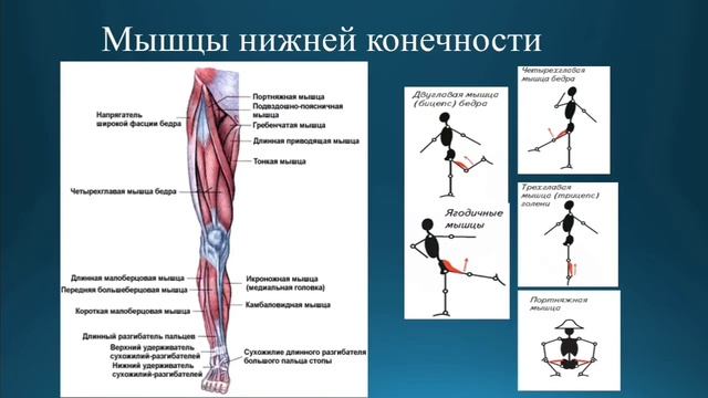 Естествознание 6 класс. Тема урока: Строение мыщц смотреть онлайн