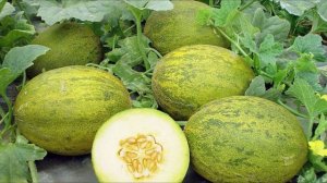 Туш табири - Тушда ковун куриш