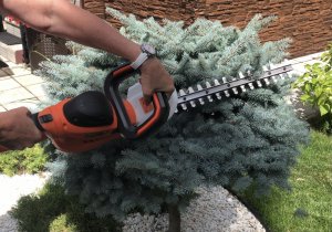 Стрижка елей, как, когда и зачем