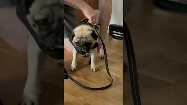 "Мопс не хочет гулять!" ... 🐾🐾 смотреть онлайн