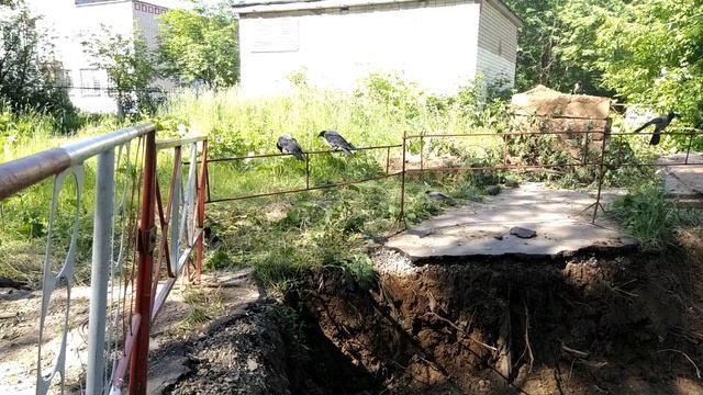 ЖИВОТНАЯ СОЛЯНКА 2020 смотреть онлайн