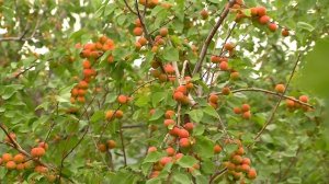 Как выращивать абрикосы  Сорта для северных регионов
