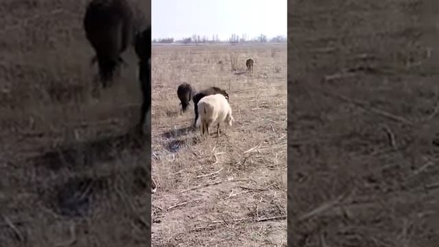 85голов беременных овец по 48000тг,40переярок и остальные 2-3окотные,+77074900704 смотреть онлайн