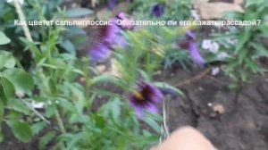 Расцвел сальпиглоссис. Обязательно ли сажать его рассадой?