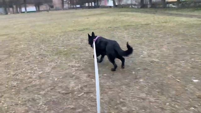 Прогулка немецкой овчарки с детьми! Дана в восторге от детей ! Собака и дети! смотреть онлайн