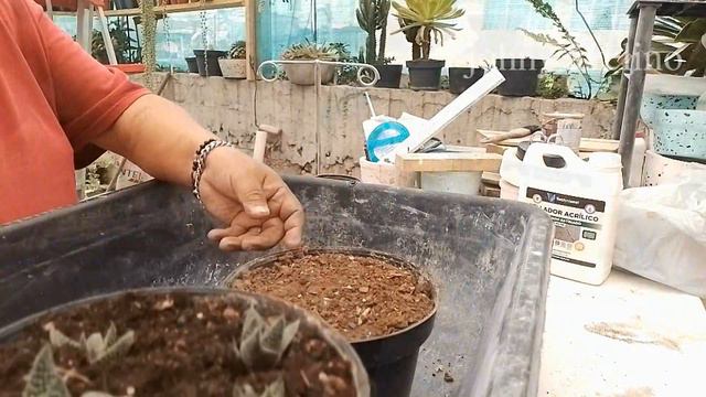 REPRODUCCION DE GASTERIA FLOW 1ra, y segunda y tercer forma смотреть онлайн