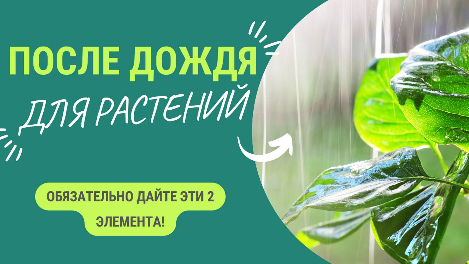 После дождя💧 ваши растения нуждаются в этом полезном элементе. Срочно подкормите растения! смотреть онлайн