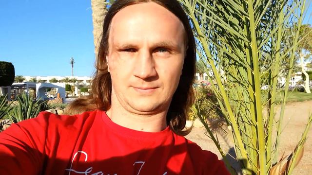 Молодая пальма Буфляр смотреть онлайн