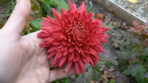 Корейские кустовые хризантемы 22.10.2023год.