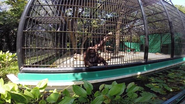 SafariWorld Бангкок - парк развлечений и зоопарк для всей семьи. смотреть онлайн