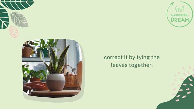 Snake Plant Spreading Out: How to Correct This смотреть онлайн