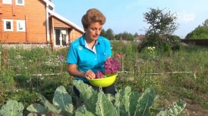 Как вырастить цветную капусту  Сиреневая цветная капуста