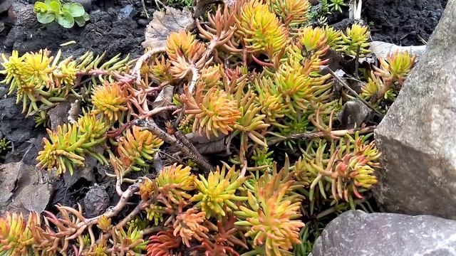 Розы после зимы смотреть онлайн