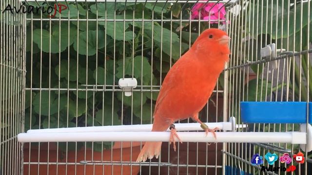 ✅ CANARIO CANTANDO (Profesional 100%?) CANTE DE CANARIOS ? CANTO PARA ESTIMULAR CANTO DE CANARIOS