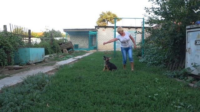 Воспитание щенка. Игра со щенком. смотреть онлайн