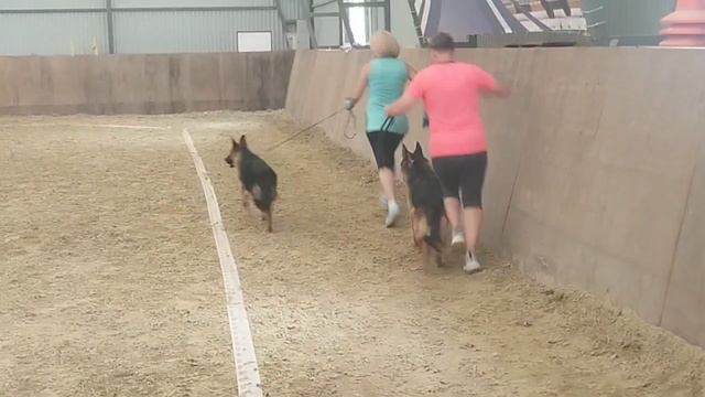 Щенок сука ст