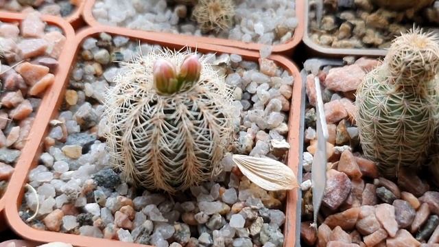 Gymnocalycium bruchii. Коллекция брухов с бутонами 20.04.2021 смотреть онлайн