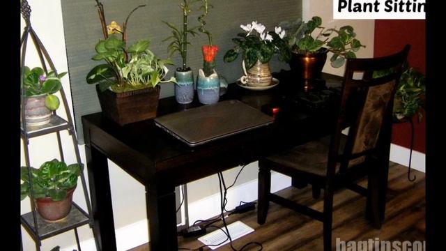 best indoor plants - best indoor plants low light смотреть онлайн