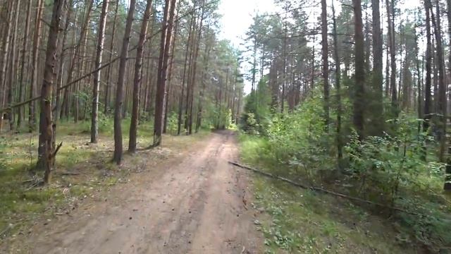 За черникой в сосновый бор. смотреть онлайн