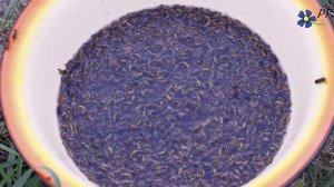 Ловушки и травилки для ос просто и дешево