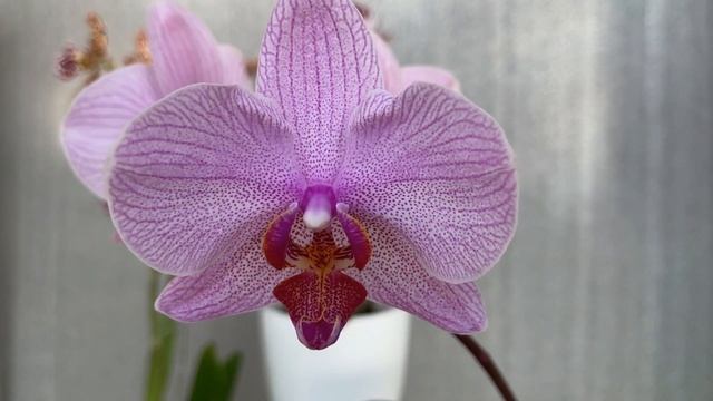 #Phalaenopsis_Qwirkle #Phalaenopsis_Hanni_4