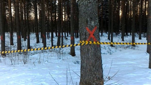 Кто рубит Всеволожск? смотреть онлайн