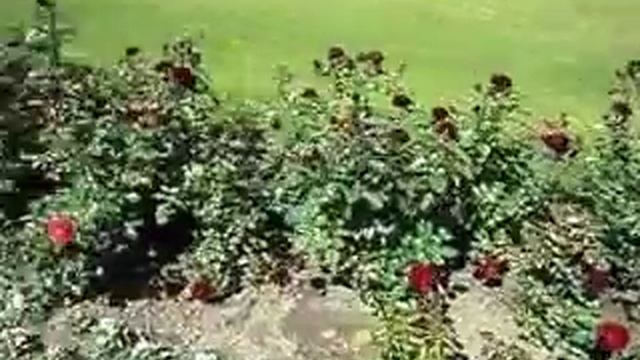 ??? МОСКВА ВДНХ РОЗЫ смотреть онлайн