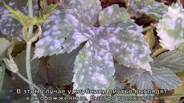 Болезни клубники смотреть онлайн
