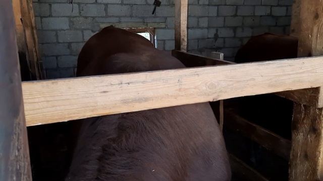 Откорм быков смотреть онлайн