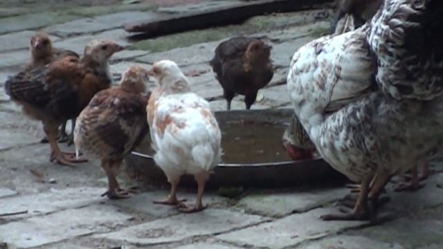 Sony Handycam HDR-CX110E slow motion смотреть онлайн