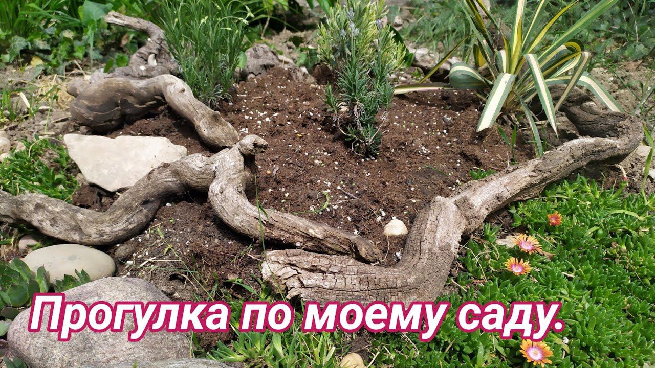 Прогулка по моему саду. смотреть онлайн