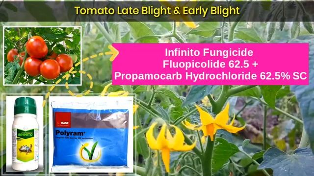 Tomato Late Blight | Early Blight | Bayer Infinito | Basf Polyram | Fungicide | अगेती & पछेती झुलसा
