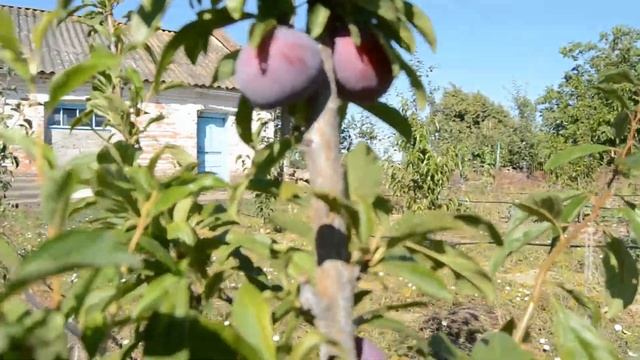 Слива диплоїдна Бербанк гігант смотреть онлайн